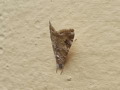 Crambidae