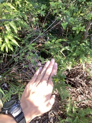 Rhododendron nakaharae