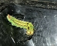 Drepana arcuata