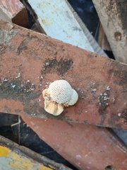 Panellus pusillus