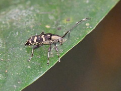 Lamiinae