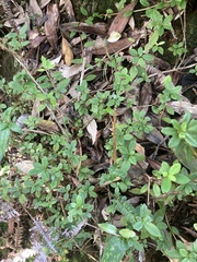 Rhododendron nakaharae