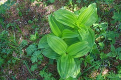 Veratrum album