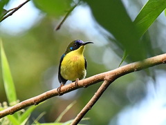 Aethopyga pulcherrima