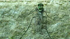 Liancalus virens