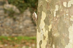 Certhia brachydactyla