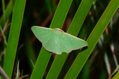 Chlorocoma cadmaria
