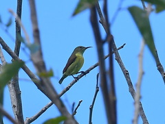 Aethopyga pulcherrima