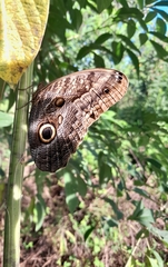 Caligo telamonius