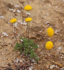 Lasiospermum pedunculare