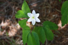 Anemonoides trifolia