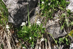 Valeriana saxatilis