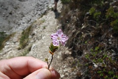 Rhodothamnus chamaecistus
