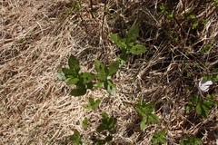 Lonicera alpigena