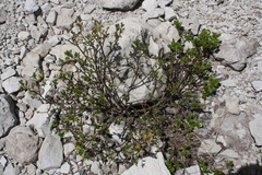 Salix breviserrata