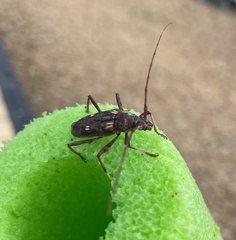 Cerambycoidea