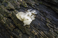 Tremella fuciformis