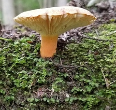 Lactifluus hygrophoroides