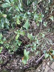 Rhododendron mariesii
