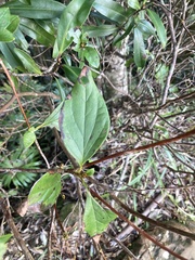 Rhododendron mariesii