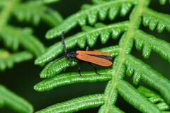 Trichalus semicostatus