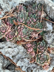 Sempervivum globiferum