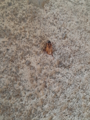 Cyclocephala signaticollis