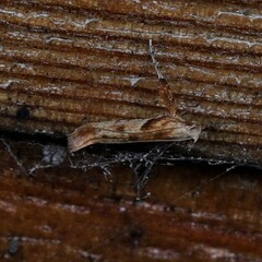 Caloptilia hemidactylella