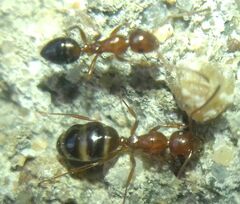 Camponotus lateralis