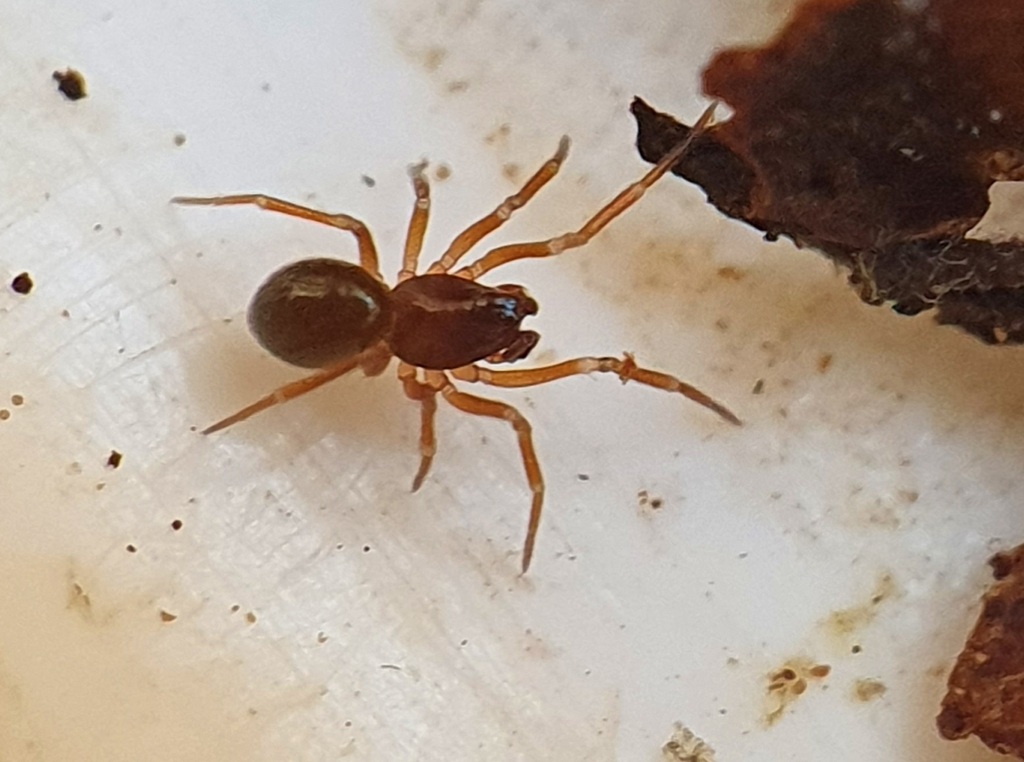 Thyreosthenius parasiticus