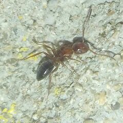 Camponotus lateralis