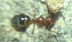 Camponotus lateralis