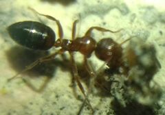 Camponotus lateralis