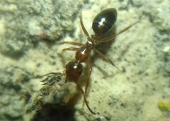 Camponotus lateralis