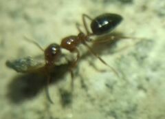 Camponotus lateralis