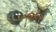 Camponotus lateralis