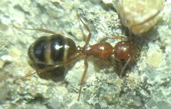 Camponotus lateralis