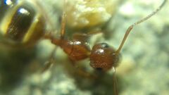 Camponotus lateralis