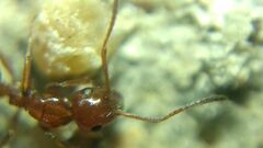 Camponotus lateralis