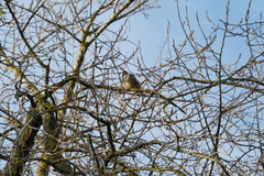 Turdus viscivorus