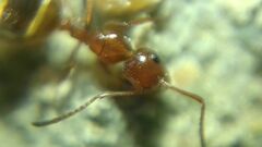Camponotus lateralis