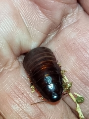 Blaberidae