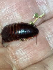 Blaberidae