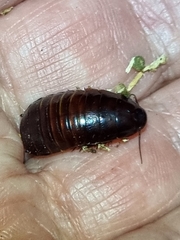 Blaberidae