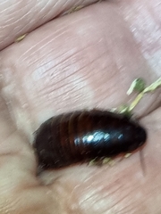 Blaberidae