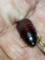 Blaberidae