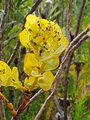 Thesium euphorbioides