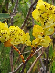 Thesium euphorbioides