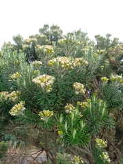 Linochilus rosmarinifolius