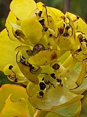 Thesium euphorbioides